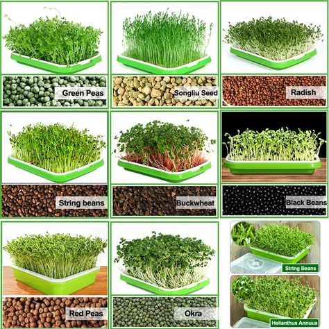 AmazonSmile : LeJoy Garden Seed Sprouter Tray BPA Free PP Soil-Free Big Capacity Healthy Wheatgrass Grower with Lid Sprouting Kit 13.4x9.84x4.72 inches(LxWxH) : Patio, Lawn & Garden Diy Microgreens, Microgreens Garden, Hydroponic Vegetables, Seed Sprouter, Growing Microgreens, Sprouting Seeds, Seed Germination, Wheat Grass, Garden Outdoor