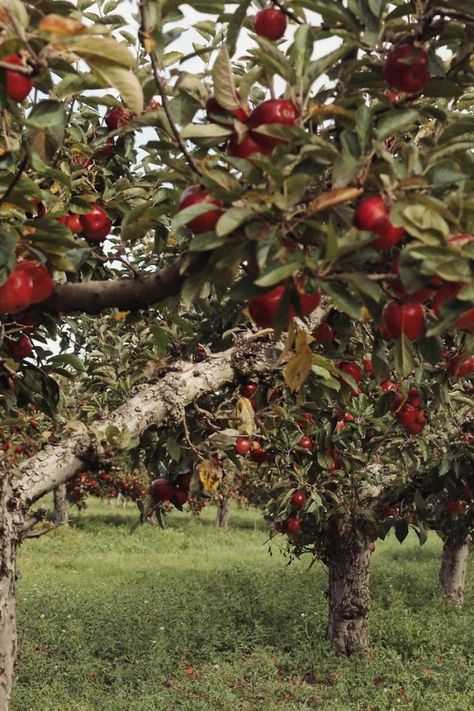 Blue Reeves Photography Apple Orchard Pictures, Apple Tea, Farm Lifestyle, Stone Arch, Magic Aesthetic, Apple Pear, Apple Orchard, Apple Picking, What Is Tumblr