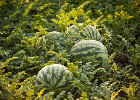 Watermelon Garden, Watermelon Vines, Growing Melons, How To Grow Watermelon, Watermelon Plant, Cucumber Beetles, Watermelon Seeds, Watermelon Fruit, Fruit Seeds