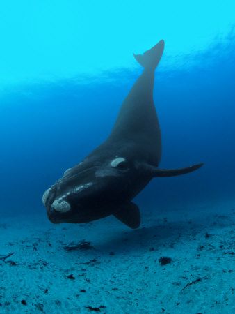 Southern Right Whale Southern Right Whale, Bowhead Whale, Right Whale, Baleen Whales, Sea Mammal, Save The Whales, Marine Biologist, Underwater Creatures, A Whale