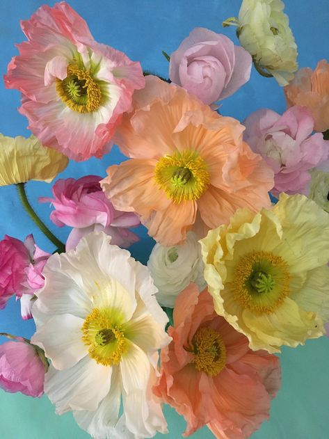 BLOSSOM  DILL Icelandic Poppies, Flower Therapy, Floral Photography, Watercolour Paper, Poppy Flower, Beautiful Blooms, Flower Pictures, Of Wallpaper, Love Flowers