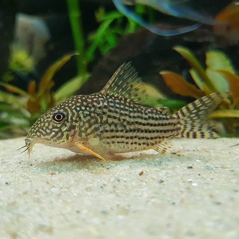 Corydoras Fish, Catfish Aquarium, Corydoras Catfish, Fish Guppy, Betta Aquarium, Fish Icon, Freshwater Aquarium Fish, Phish, Freshwater Aquarium