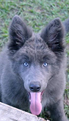 Blue Bay Shepherd American Blue Bay Shepherd, Blue Ray Shepard Dog, Blue Shepard Dog, Blue German Shepherd Puppies, Blue Bay Shepherd, German Shepherd Blue Eyes, Blue German Shepherd, Long Haired Black German Shepherd, Black German Shepherd With Blue Eyes