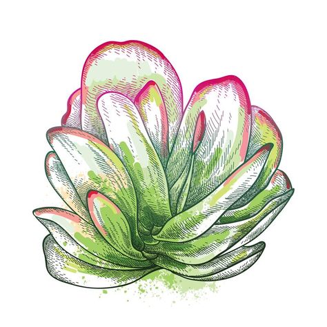 Vector hand drawn sketch of Kalanchoe thyrsiflora or Paddle plant succulent in pastel green and red isolated on white background. Floral sketch of succulent stock illustration Kalanchoe Thyrsiflora, Paddle Plant, Vector Hand, Plant Art, Green And Red, Pastel Green, Video Footage, Embroidery Patterns, Succulent