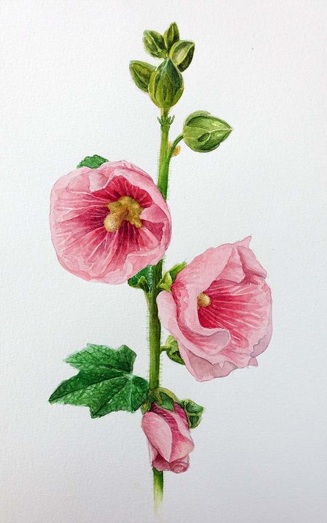 Watercolor Hollyhocks Paintings, Hollyhock Illustration, Hollyhock Watercolor, Hollyhock Tattoo, Botanical Illustration Tattoo, Hollyhock Flower, Fence Painting, Saturn Tattoo, Hollyhocks Flowers