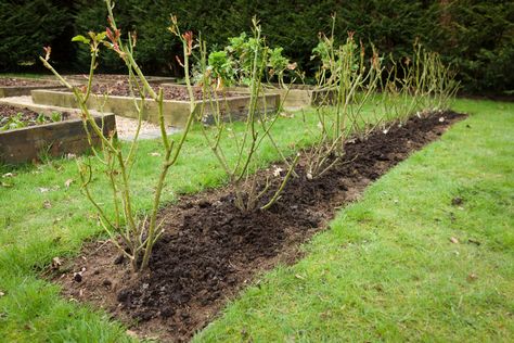 14 Reasons To Plant A Rose Hedge (& How To Do It) Rose Hedge Fence, Shrub Roses Landscape, Rose Hedge Front Yards, Rose Beds Garden Ideas, Roses Hedge, Planting Hedges, Rose Propagation, Rose Hedge, Flower Hedge