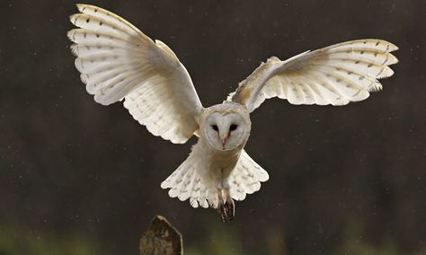 This owl is so beautiful! 💙 Barn Owl Drawing, Barn Owl Tattoo, Owl Tattoo Sleeve, Barn Owl Necklace, Barn Owl Art, Owl Facts, Owl Wings, Owl Photography, Nocturnal Birds