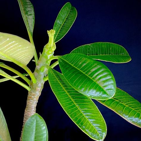 Plumeria Obtusa, Plumeria Leaves, Drawing Flowers, Tropical Tree, Today Episode, Flower Drawing, Plant Leaves, Decoupage, Mood Board