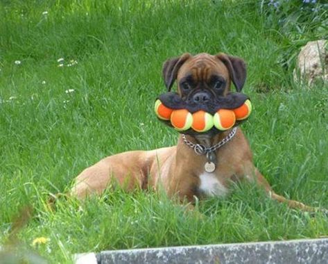 24 Dogs Who Love To Play Fetch That They Won't Even Give Up Their Ball Cesar Millan, Funny Dog Memes, Funny Dog Pictures, Funny Animal Jokes, Baby Animals Funny, Memes Humor, Cute Funny Dogs, Humor Memes, Funny Dog Videos