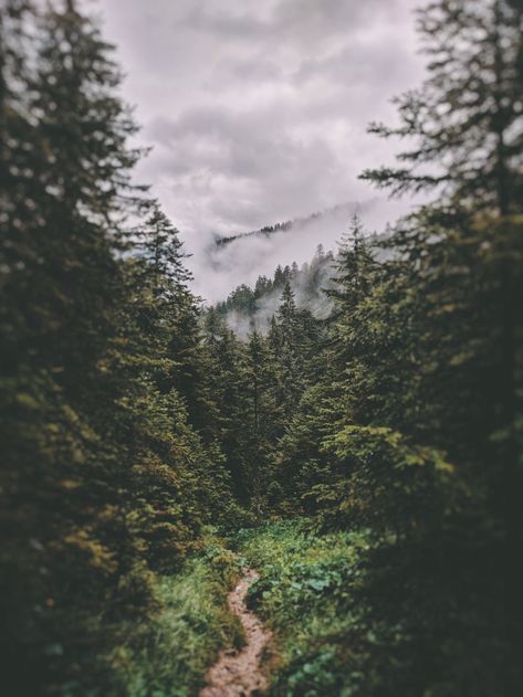 Appalachian Trail Gear, Appalachian Trail Map, Mystical Forest, Forest Path, Pacific Crest Trail, Appalachian Trail, Photo Tree, Nature Aesthetic, Outdoor Travel