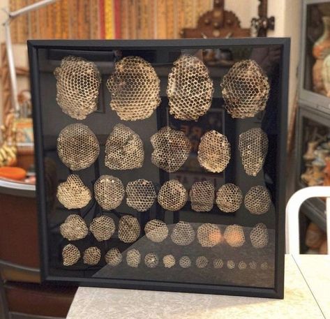 Wasp Nest Decor, Wasp Nest Display, Wasp Nest Art, Nature Shelf, Apothecary Wall, Curiosities And Oddities, Naturalist Decor, Butterfly Display, Oddities Collection