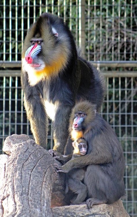 Mandrill Baboon, Animal Drawing Inspiration, Mandrill, Twitter Post, Types Of Animals, Baboon, Art Trends, Wildlife Animals, Primates