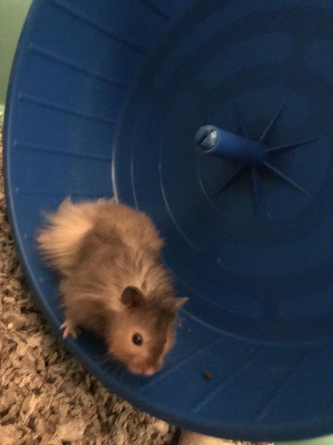 Meet Cheerio my long haired Syrian Long Hair Hamster, Long Haired Syrian Hamster, Long Haired Hamster, Hamster Species, Cute Bestfriend, Hamster Pics, Hamster Life, Hamster Care, Baby Hamster