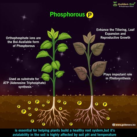 Phosphorus For Plants, Soil Ph, Root System, Organic Living, Photosynthesis, All Plants, The Energy, The Expanse, The Beginning