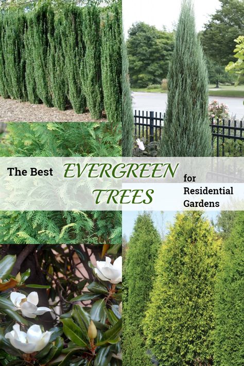 a collection of evergreen trees for residential gardens Tall Evergreen Trees, Ever Green Trees, Best Evergreen Trees For Privacy, Fast Growing Evergreen Trees, Small Evergreen Trees, Evergreen Garden Design, Ornamental Evergreen Trees, Ornamental Trees Landscaping, Evergreen Trees Landscaping