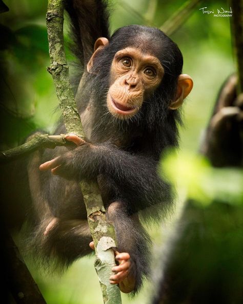 Tesni Ward Smiling Chimpanzee, Baby Chimpanzee, Indian Monkey Photography, Wildlife Photography, Photography, Animals, Instagram