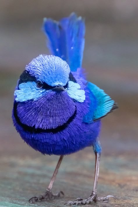 🔥 A Strikingly Blue Superb Australian Fairy-Wren - NatureIsFuckingLit Blue Wren, Fairy Wren, World Birds, Most Beautiful Birds, Australian Birds, Blue Birds, Nature Birds, Colorful Animals, Bird Pictures