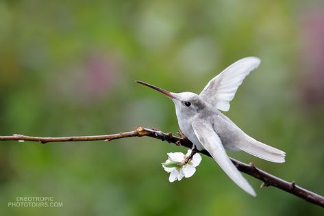 Hummingbird Pictures, Albino Animals, Hummingbird Art, Bird Pictures, Exotic Birds, Pretty Birds, Bird Photo, Colorful Birds, Cute Birds