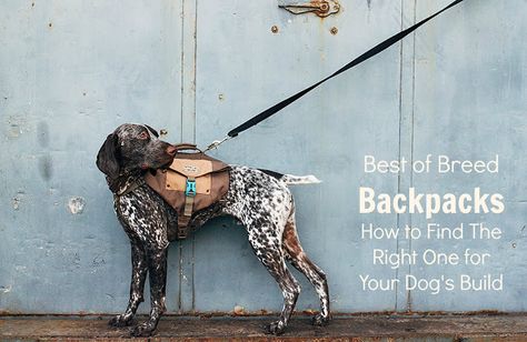 Outward Hound Denver Urban Backpack Backpacks for dogs are becoming increasingly popular. For neighborhood walks, backpacks prov... Backpack For Dogs, Urban Backpack, Alpha Dog, Dog Sports, Dog Things, Exploring Nature, Hiking Dogs, Motor Homes, Dog Backpack