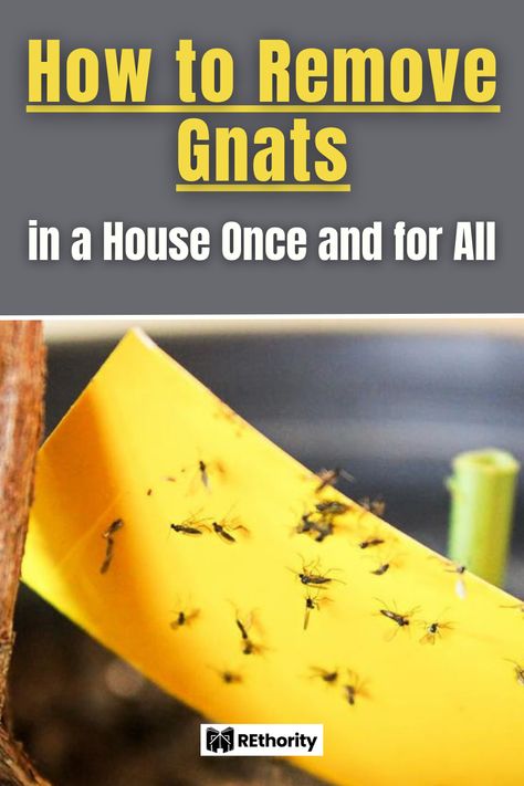 Are you tired of waging war against those pesky gnats invading your home? Fear not! We have the ultimate guide to help you remove gnats in your house once and for all. Get ready to live in a gnat-free home with our proven, easy-to-follow techniques. No more swatting, no more buzzing – just a clean, peaceful home. Let's get started! How To Get Rid Of Nats In The Drain, How To Kill Gnats In The House, How To Get Rid Of Nats, Get Rid Of Gnats In The House, Diy Gnat Spray, How To Get Rid Of Gnats In The House, Gnats Get Rid Of In Kitchen, Getting Rid Of Nats, Homemade Gnat Trap