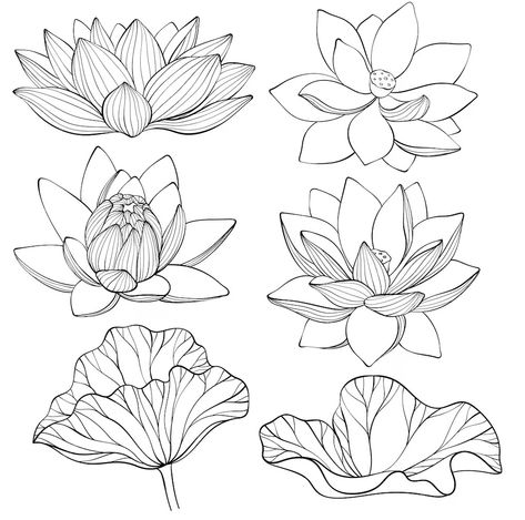 Premium Vector | Set of lotus lotus flowers line art black and white vector illustration Lotus Illustration Design, Lotus Flower Art Design, White Flowers Drawing, Lotus Line Drawing, Lotus Flower Simple, Lotus Flower Line Art, Lotus Black And White, Lotus Line Art, Lotus Flower Vector