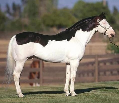 Splash white overo Gamblin' Man. He's sooo cool!! Cheval Pie, Pinto Horses, Unusual Horse, Horse Markings, Rare Horses, American Paint Horse, Painted Horses, Black Splash, Pinto Horse