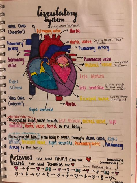 Heart Anatomy Drawing, Human Heart Diagram, Science Exhibition Projects, Human Heart Drawing, Emt Study, Human Circulatory System, Heart Circulation, Heart Structure, Physical Therapy School