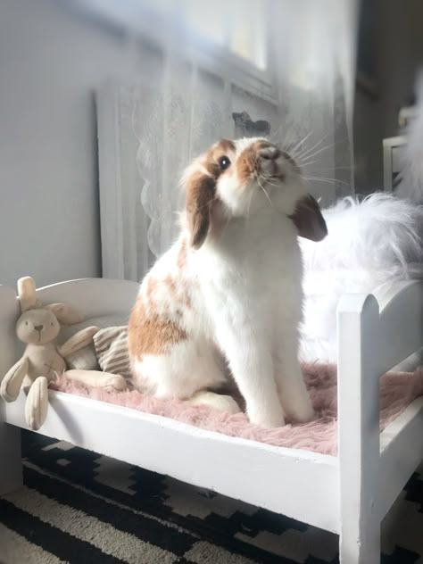 Bunny Pets, Pets Aesthetic, Bunny Room, Pet Bunny Rabbits, Indoor Rabbit, Bunny Care, Cute Bunny Pictures, Bunny Cages, Bunny Mom