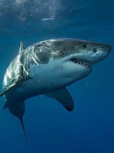 12 idées de Requin en 2022 | requin, requin blanc, photos de requin Shark In The Ocean, Shark Facts, Shark Photos, Shark Pictures, Shark Bait, Shark Art, Shark Tattoos, White Sharks, Great White Shark