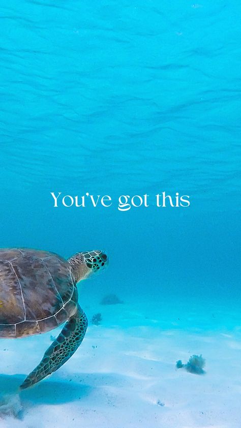 Turtle swimming underwater phone background/ wallpaper. Text overlaid "You've got this". Motivational, inspirational cute IPhone and Android wallpaper You Got This Phone Wallpaper, You Got This Wallpaper Phone, You Got This Wallpaper, Encouraging Wallpaper, Encouragement Wallpaper, Uplifting Wallpaper, Motivational Wallpaper Iphone, Iphone Wallpaper Cute, P Words