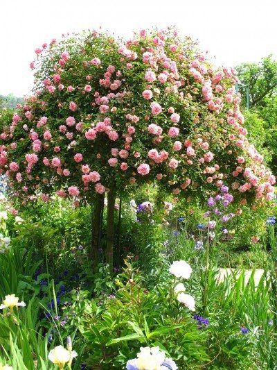 What Is A Tree Rose (Rose Standards) Tree Rose, Trees Top View, Enchanted Gardens, Rose Tree, Luxembourg Gardens, Breaking In, Rose Trees, Planting Roses, Rare Flowers