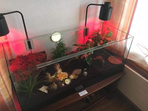 Snail Terrarium Aesthetic, African Snail Terrarium Ideas, African Snail Terrarium, Giant African Land Snail Enclosure, Giant African Land Snails Tank, Snail Enclosure Ideas, Snail Home, Pet Snails Terrarium, Snail Enclosure