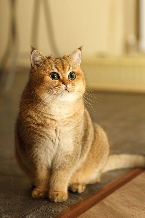 Quiet Cat, Exotic Shorthair Cat, British Short Hair, Exotic Shorthair, Image Chat, British Shorthair Cats, Beautiful Cat Breeds, Orange Tabby, British Shorthair