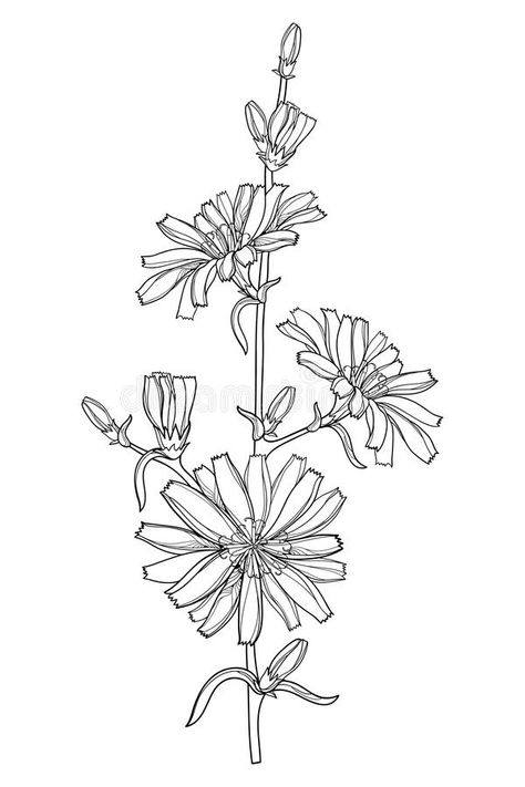 Vector stem of outline Chicory or Cichorium flower, bud and ornate leaves in black isolated on white background. Contour Chicory flower bunch for summer design royalty free illustration Chicory Flower Illustration, Chicory Flower Drawing, Chicory Embroidery, Chicory Drawing, Chicory Illustration, Chicory Flower Tattoo, Chicory Tattoo, Chicory Flower, Witch Tattoos