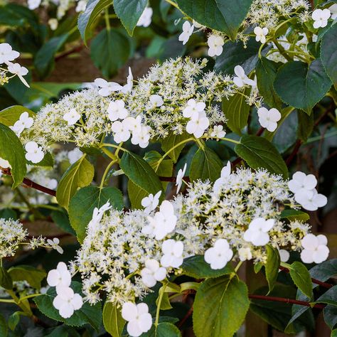 Hydrangea Plant, Palm House Plants, House Plants Hanging, Hydrangea Petiolaris, Fast Growing Hedge, Winter Shrubs, Rock Faces, Heather Plant, Japan And Korea