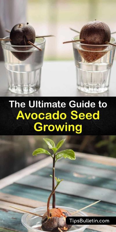 Discover how to grow an avocado plant from the pit. Although it's unlikely to ever bear fruit, sprouting an avocado seed on your kitchen counter is still fun and rewarding. All you need is water… Grow An Avocado Tree From A Pit, Avocado Growing Avocado Seed, Avocado Seed Growing How To, How To Grow An Avocado Tree From A Pit, Growing An Avocado Seed, Avacado Seed, Grow Avocado From Pit, Avocado Tree From Seed, Avocado Growing