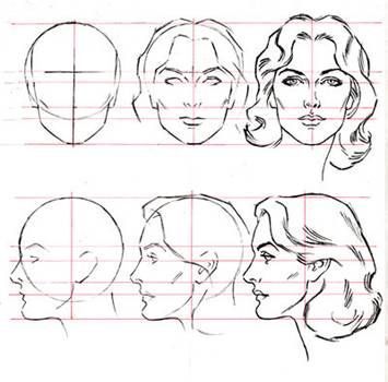 Head Structure, Head Proportions, Drawing The Human Head, Drawing Proportions, Body Male, Head Anatomy, Face Proportions, Andrew Loomis, Face Anatomy