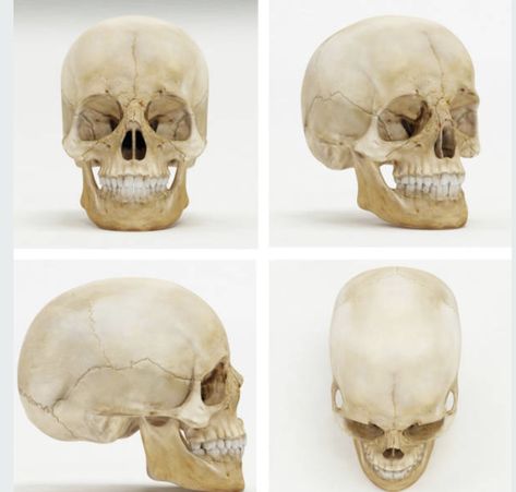 Skull Top View, Skull Top, Human Skull, Pose Reference Photo, 3d Render, Left Or Right, Top View, Pose Reference, Art Reference