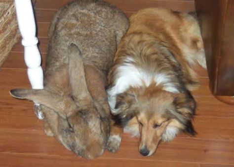 biggest-animals7 Chinese Giant Salamander, Flemish Giant Rabbit, Big Crab, Rabbits For Sale, Giant Rabbit, Red Kangaroo, Flemish Giant, Giant Bunny, Rabbit Breeds