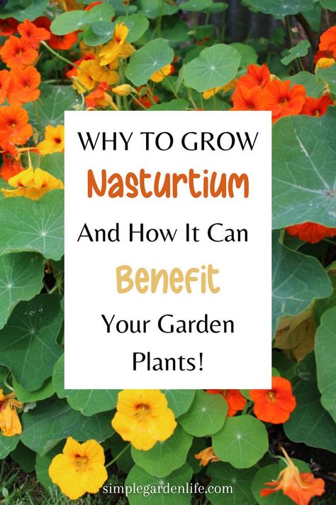 Why To Grow Nasturtium and how it can benefit your garden plants by simplegardenlife.com Gardening For Dummies, Medicinal Herbs Garden, Victory Garden, Potager Garden, Garden Whimsy, Home Vegetable Garden, Veggie Garden, Plant Nursery, Companion Planting