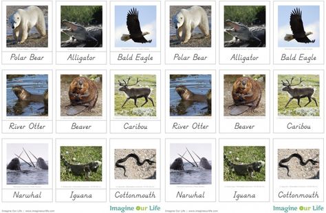 Free Animals of North America Printables from Imagine Our Life Asia Animals, Animals Of North America, Montessori Wall, Montessori Science, Montessori Geography, Montessori Printables, Asia Continent, North American Animals, Homeschool Geography