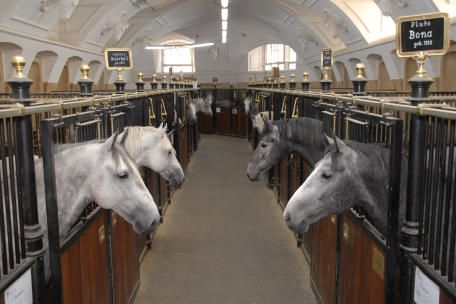 There are currently 72 stallions at The Spanish Riding School in Vienna, who all live in close proximity thanks to their good nature and quiet temperament Spanish Riding School Vienna, Lippizaner, Spanish Riding School, Riding School, Majestic Horse, All The Pretty Horses, Horse Crazy, Clydesdale, Horse Stables