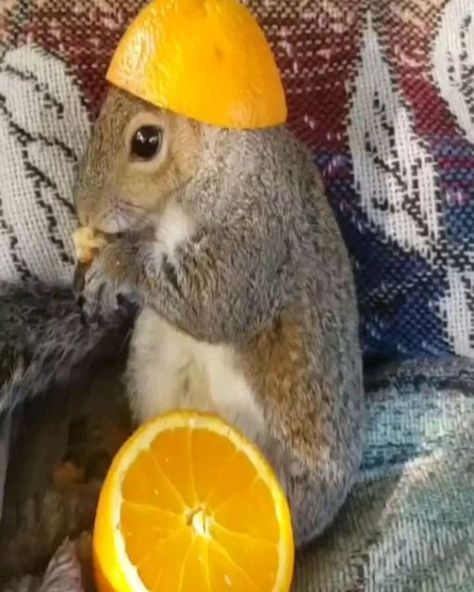 Squirrel Lovers on Instagram: "Mukbang with squirrels. How adorable they are! Rate 1/10 for this cuteness😘😘 Credit: Pinterest💕 𝑾𝒉𝒂𝒕 𝒅𝒐 𝒚𝒐𝒖 𝒕𝒉𝒊𝒏𝒌 𝒂𝒃𝒐𝒖𝒕 𝒕𝒉𝒊𝒔 𝑺𝒒𝒖𝒊𝒓𝒓𝒆𝒍? 𝑱𝒐𝒊𝒏 𝒕𝒉𝒆 𝒄𝒐𝒏𝒗𝒆𝒓𝒔𝒂𝒕𝒊𝒐𝒏 𝒂𝒏𝒅 𝒍𝒆𝒕 𝒖𝒔 𝒌𝒏𝒐𝒘! 🐿️❤️ . (Dm for credit or removal / All rights® are reserved & belong to their respective owners). . Tag someone who needs to see this💙 . Follow 👉 @squirreldailylove for more content💓🌼🥰 . #squirrel🐿#squirrels#wildlifephotography#squirrellove #bird#squirrelfriend#cutesquirrel#wildlife_shots #animalsofinsta#animalphotos#squirrelphotography" Silly Squirrel, Squirrel Humor, Funny Squirrel Pictures, Fat Squirrel, Squirrel Cute, Random Animals, Squirrel Pictures, Squirrel Funny, Naruto Uzumaki Art