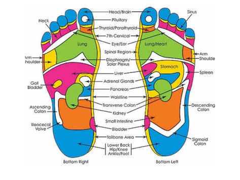 Feet Reflexology, Ear Reflexology, Reflexology Foot Chart, Quad Muscles, Foot Reflexology Massage, Reflexology Chart, Reflexology Massage, Foot Reflexology, Adrenal Glands