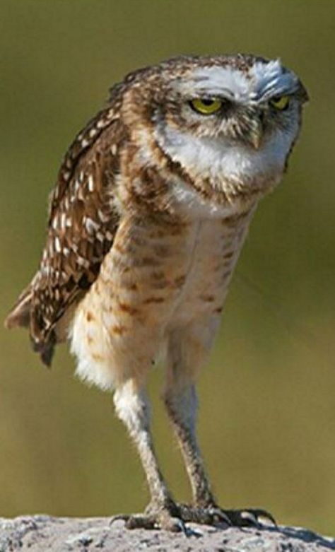 Owl Attacking, Creepy Owl, Scary Owl, Angry Owl, Owl Photos, Funny Birds, Summer Pictures, Creature Design, Old Man