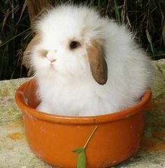 American Fuzzy Lop American Fuzzy Lop Rabbit What39s little and floppy and cute all over Fuzzy Lop Bunny, American Fuzzy Lop, Rabbits For Sale, Lop Bunny, Rabbit Pictures, Beautiful Rabbit, Funny Rabbit, Fluffy Bunny