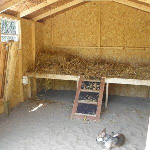 Sleeping shelf in the goat barn Goat Projects, Goat Houses, Goat Feeder, Goat Playground, Goat Shed, Livestock Shelter, Goat Shelter, Barn Layout, Goat Pen