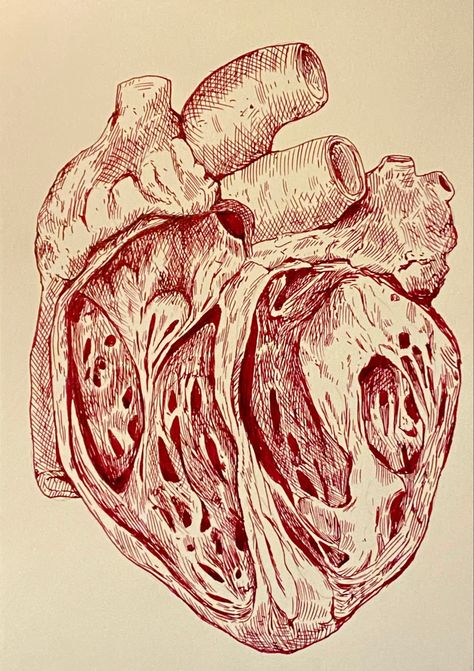 Human Anatomy Art Aesthetic, Anatomy Biology Drawing, Biological Drawings Art, Human Organ System, Anatomy Gcse Art Page, Human Heart Drawing Aesthetic, Heart Biology Drawing, Human Organs Art Aesthetic, Anatomical Drawings Medical