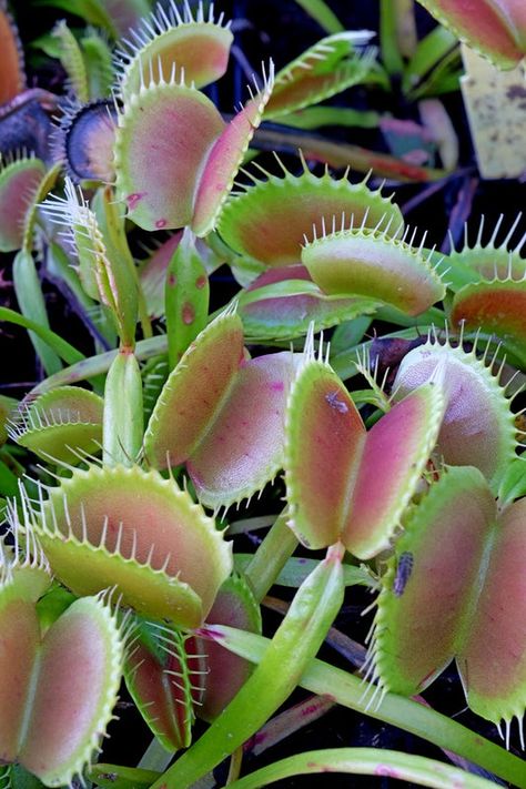 Venus FlyTrap for Sale | Venus Fly Traps for Sale | Dionaea Large Venus Fly Trap, Insect Eating Plants, Zone 5 Plants, Venus Flytrap Plant, Asclepias Incarnata, Venus Flytrap, Plant Wishlist, Plant Fungus, King Henry Viii