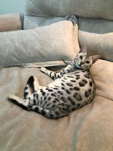 Grey Bengal Cat, Silver Bengal Cat, Bengal Cat Kitten, Silver Bengal, Asian Leopard Cat, Bengal Cats, Silly Cats Pictures, Cat Breed, Bengal Cat